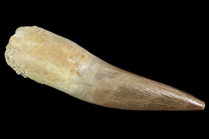 Fossil Plesiosaur (Zarafasaura) Tooth - Morocco #91293
